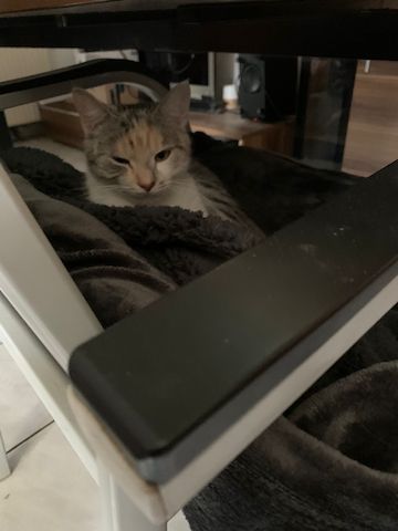 Dringend: Liebevolle Katze sucht neues Zuhause ( Schutzgebühr 180 VB