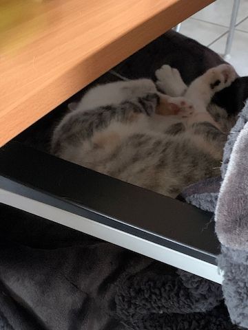 Dringend: Liebevolle Katze sucht neues Zuhause ( Schutzgebühr 180 VB