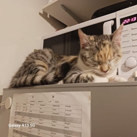 Dringend: Liebevolle Katze sucht neues Zuhause ( Schutzgebühr 180 VB