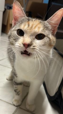 Dringend: Liebevolle Katze sucht neues Zuhause ( Schutzgebühr 180 VB