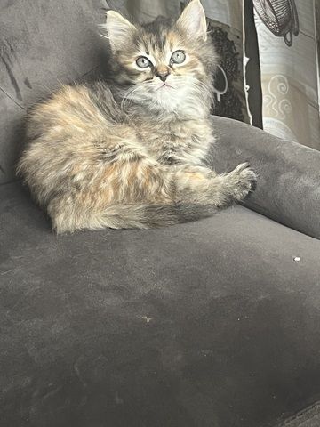 Maincoon Mix Babys