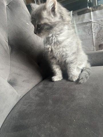 Maincoon Mix Babys