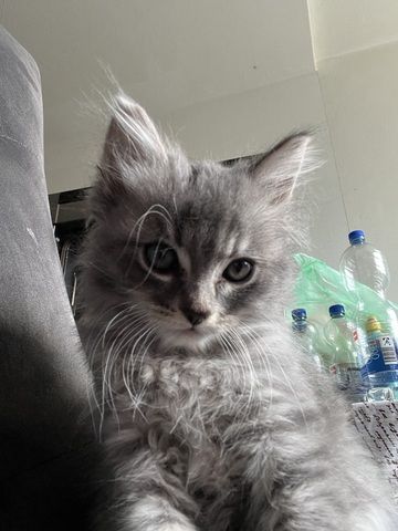 Maincoon Mix Babys