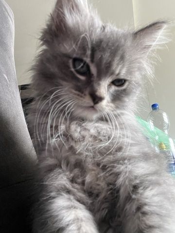 Maincoon Mix Babys