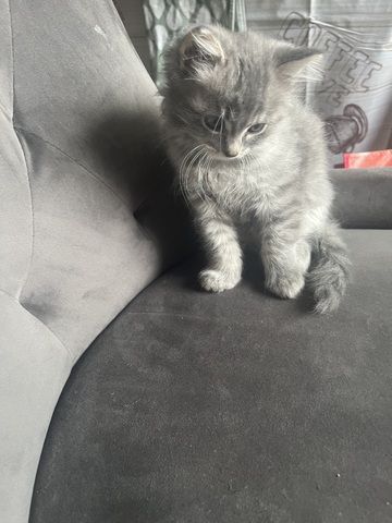 Maincoon Mix Babys