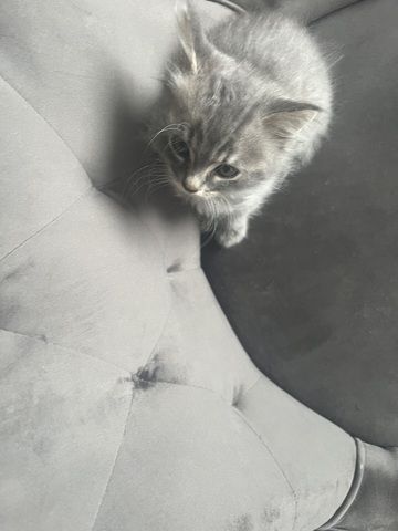 Maincoon Mix Babys