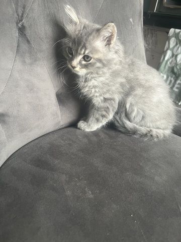 Maincoon Mix Babys