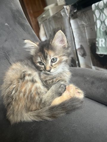 Maincoon Mix Babys