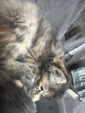 Maincoon Mix Babys