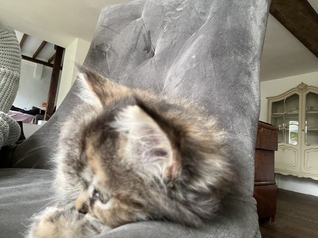Maincoon Mix Babys