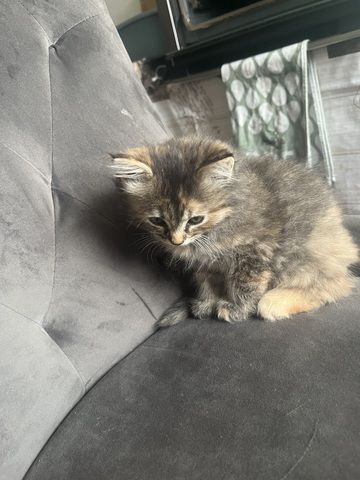 Maincoon Mix Babys