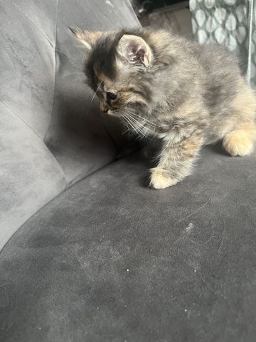 Maincoon Mix Babys