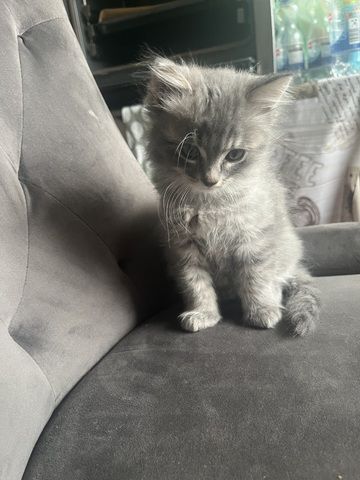 Maincoon Mix Babys
