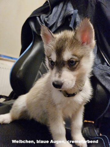 5 reinrassige Siberian Huskies suchen ein neues Zuhause