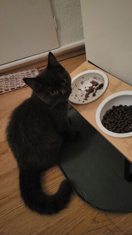 Brauner Britisch Kurzhaar Kitten zu verkaufen – 5 Monate alt
