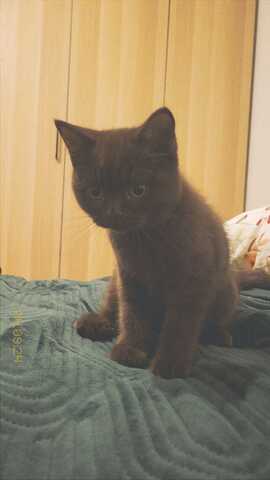 Brauner Britisch Kurzhaar Kitten zu verkaufen – 5 Monate alt