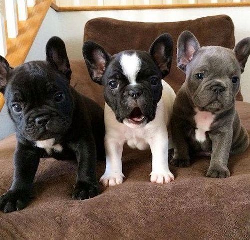 Gesunde Französische Bulldoggen Welpen