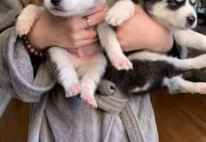 Gesund Siberian Husky Welpen