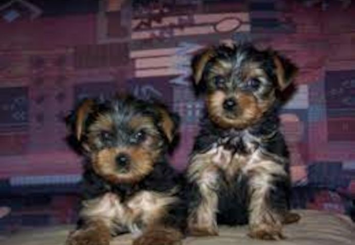 Yorkshire Terrier Welpe in liebevolle Hände abzugeben