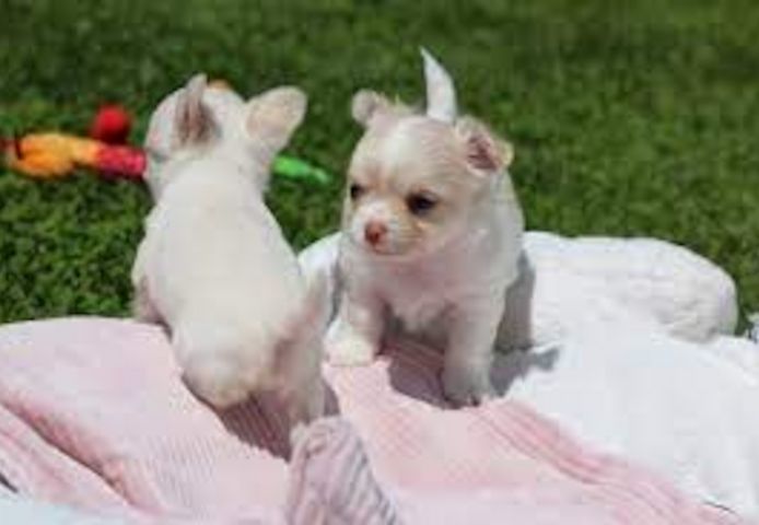 Süsse Chihuahua Welpen