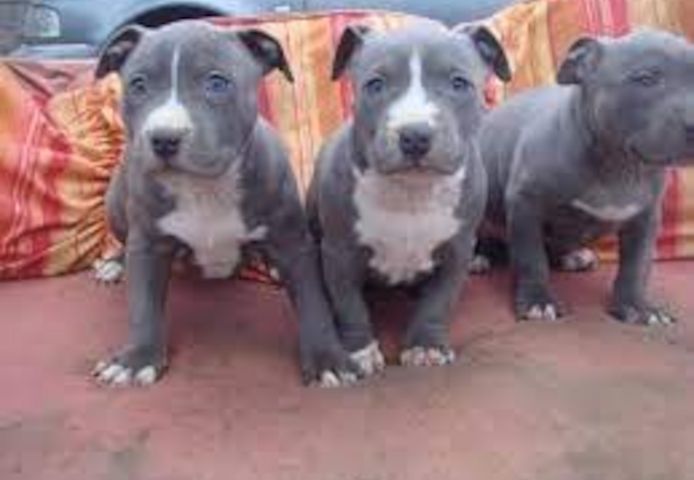 American Pitbull Welpen mit Stammbaum