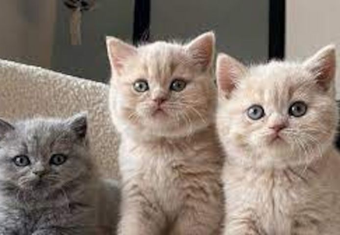 Reinrassige BKH Katzen