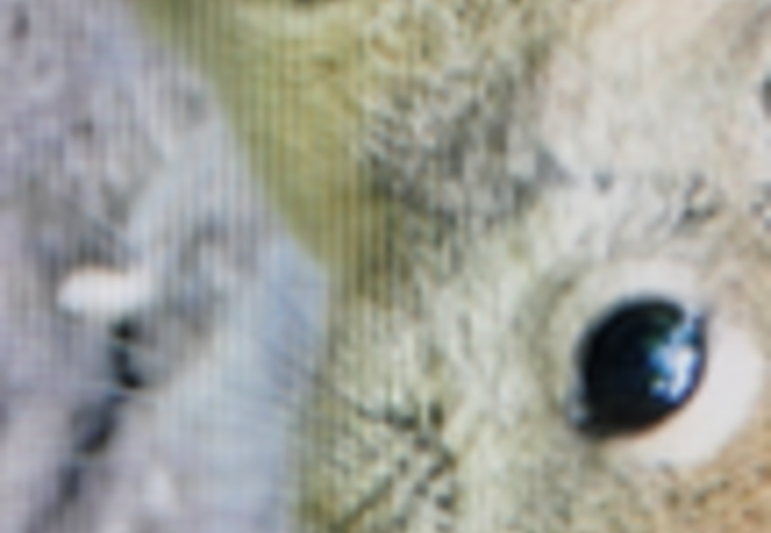 Chinesische Baumstreifenhörnchen