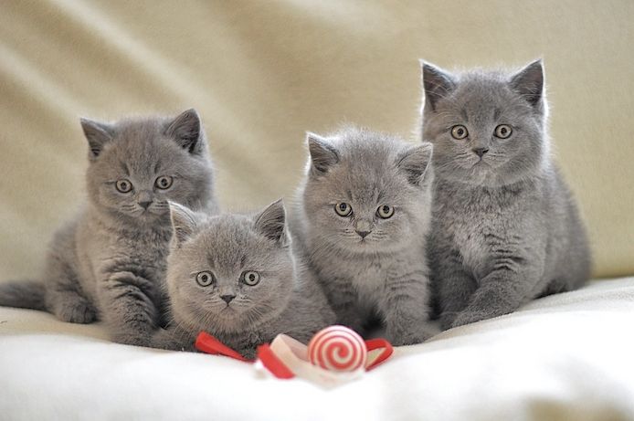 BKH Britisch Kurzhaar Katzen mit Stammbaum