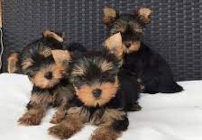 Niedliche Yorkshire Terrier Welpen