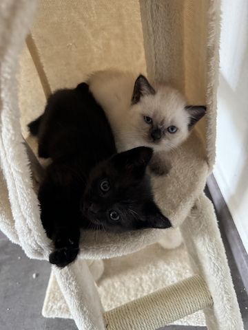 Kitten  zuverkaufen