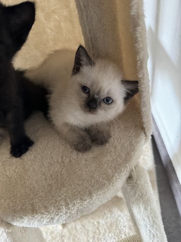 Kitten  zuverkaufen