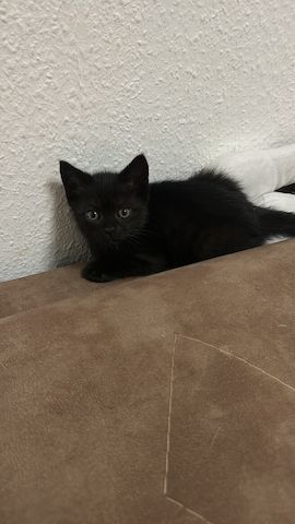 Kitten  zuverkaufen