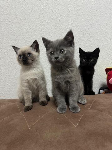 Kitten  zuverkaufen