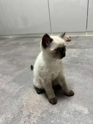Kitten  zuverkaufen
