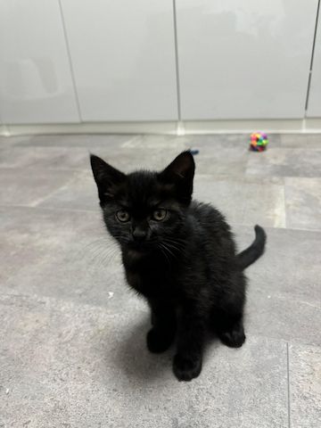 Kitten  zuverkaufen