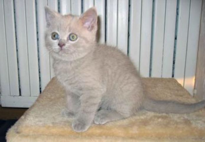 Reinrassige supersüße BKH Kitten