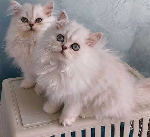 Reinrassige Perserbabys chinchilla und Silver Shaded