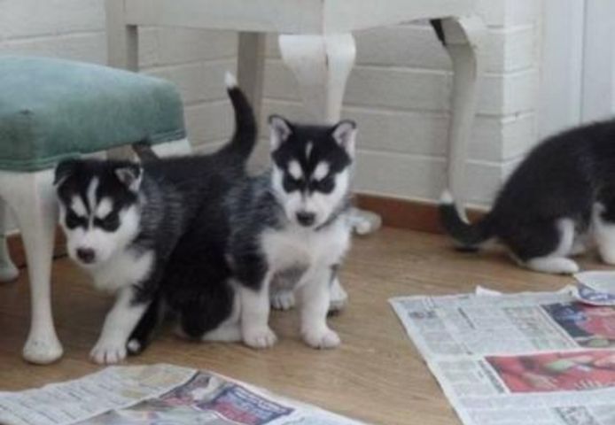 Siberian Husky Welpen mit VDH/DCNH/FCI-Papieren