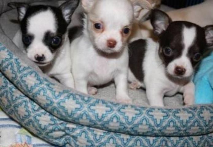 Wunderschöne Chihuahua Welpen Babys