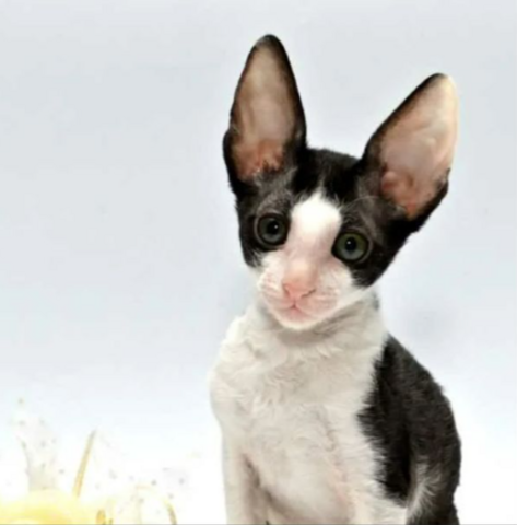 Cornish rex Kitten,mit Stammbaum.Nur Mädchen