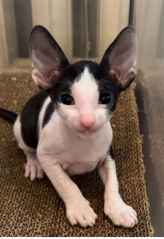 Cornish rex Kitten,mit Stammbaum.Nur Mädchen