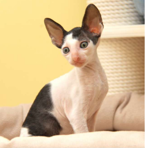 Cornish rex Kitten,mit Stammbaum.Nur Mädchen