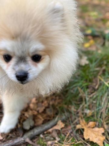 Pomeranian Zwergspitz
