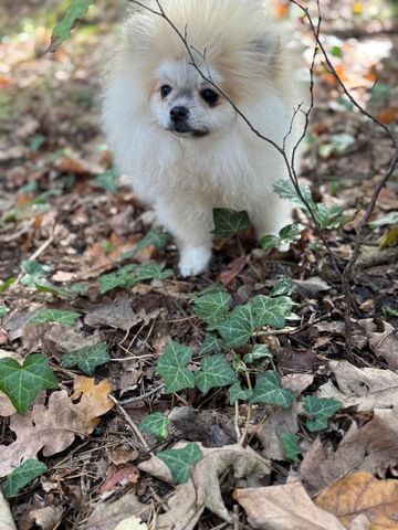 Pomeranian Zwergspitz