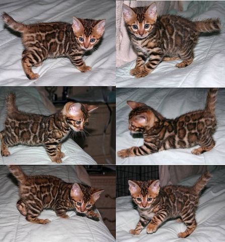 KOSTENLOS Bengal- WHATSAPP: +4915510348975