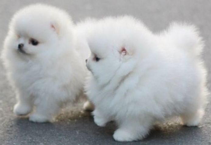 MINI.POMERANIAN ZWERGSPITZ BOO WELPEN
