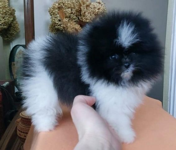 Mini Pomeranian-WHATSAPP:+4915218577646