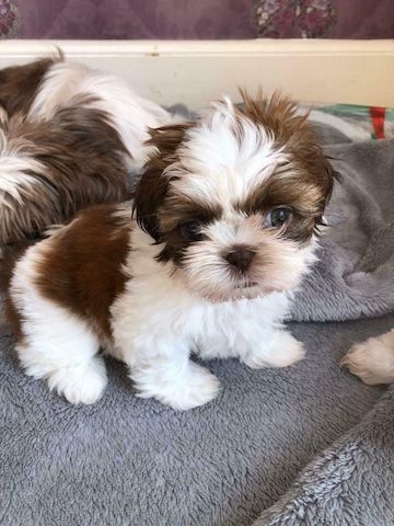 Shih Tzu--WHATSAPP: +4915218577646