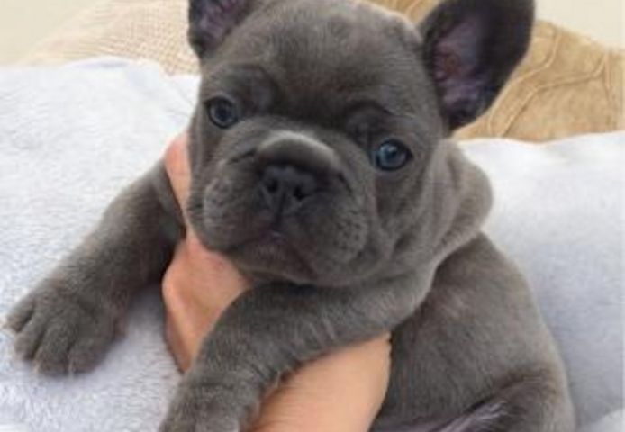 Süßen Französische Bulldogg Welpen