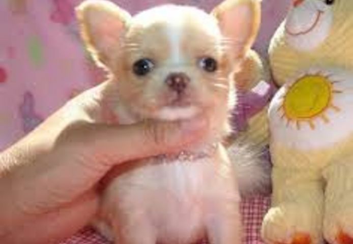 MINI chihuahua-WHATSAPP: +4915510348975